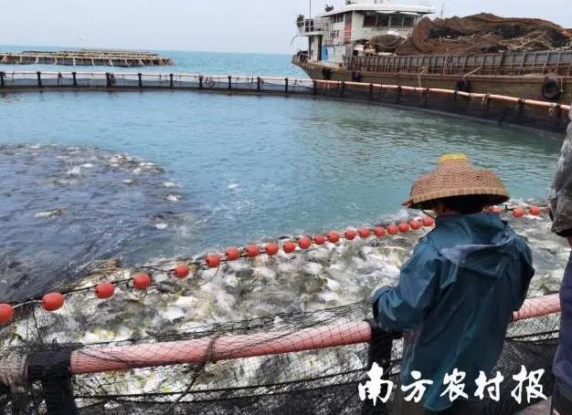 湛江要打造全国最大深海网箱产业带